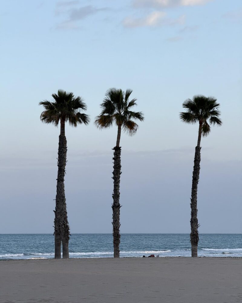 Palmy na plaży w Alicante
